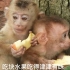 两只小猴子太饿了，有食物吃也不抢不闹