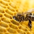 蜂蜜是蜜蜂吐出来的吗？
