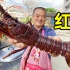 1550买3条“红龙”，碳烤肉质Q弹鲜美，从没吃过这么好吃的龙虾