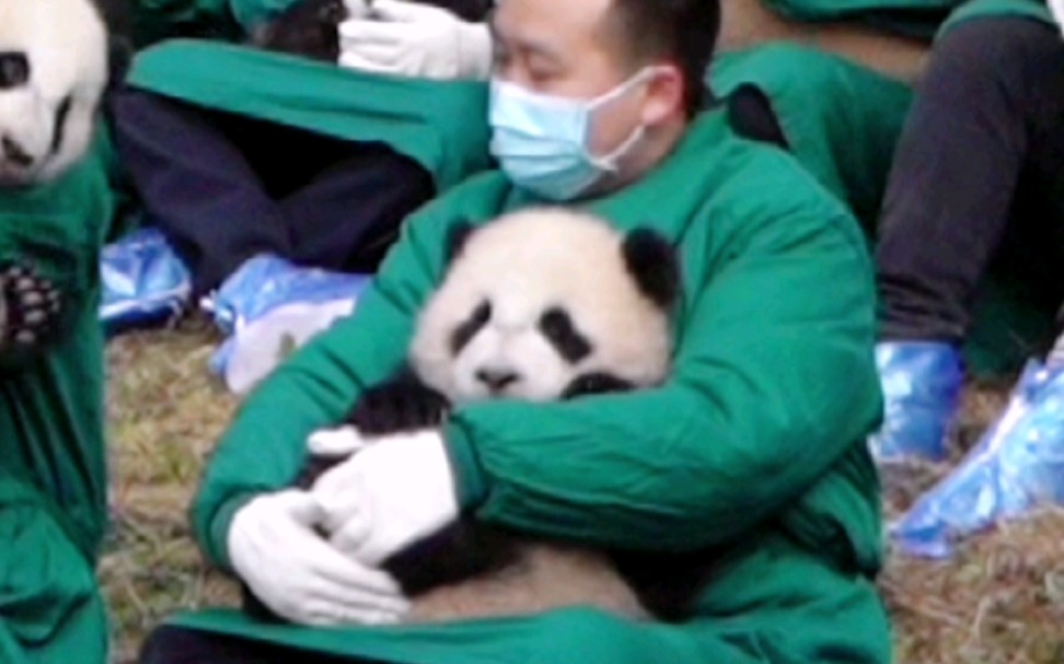 天呐！怎么会有这么可爱的熊猫呢！