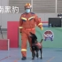 【全国消防职业技能大赛】海南蓝天救援队  搜救犬黑豹  比赛完整视频
