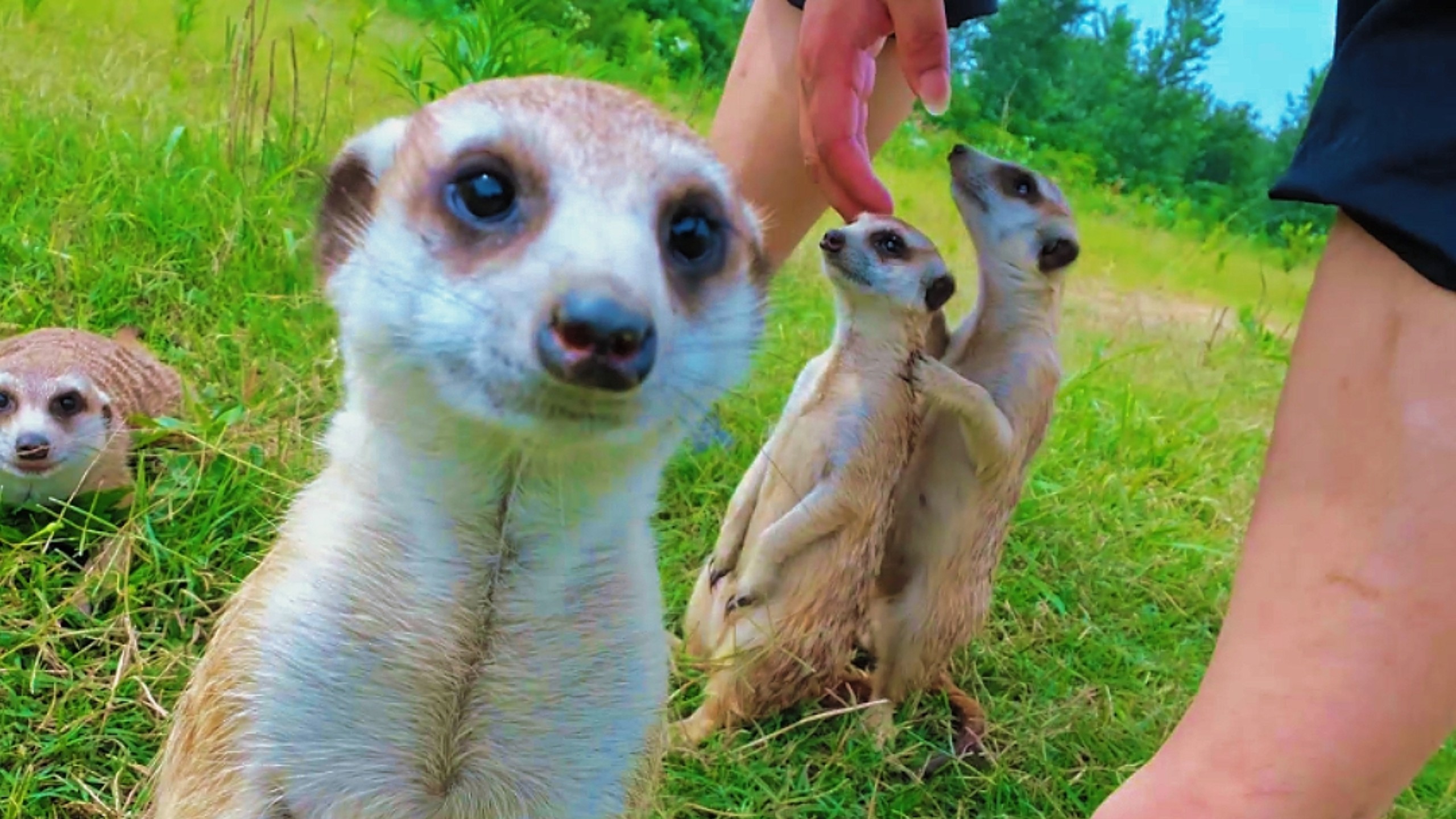 这天太热带狐獴们去河里洗澡了，还没到家就热趴了！