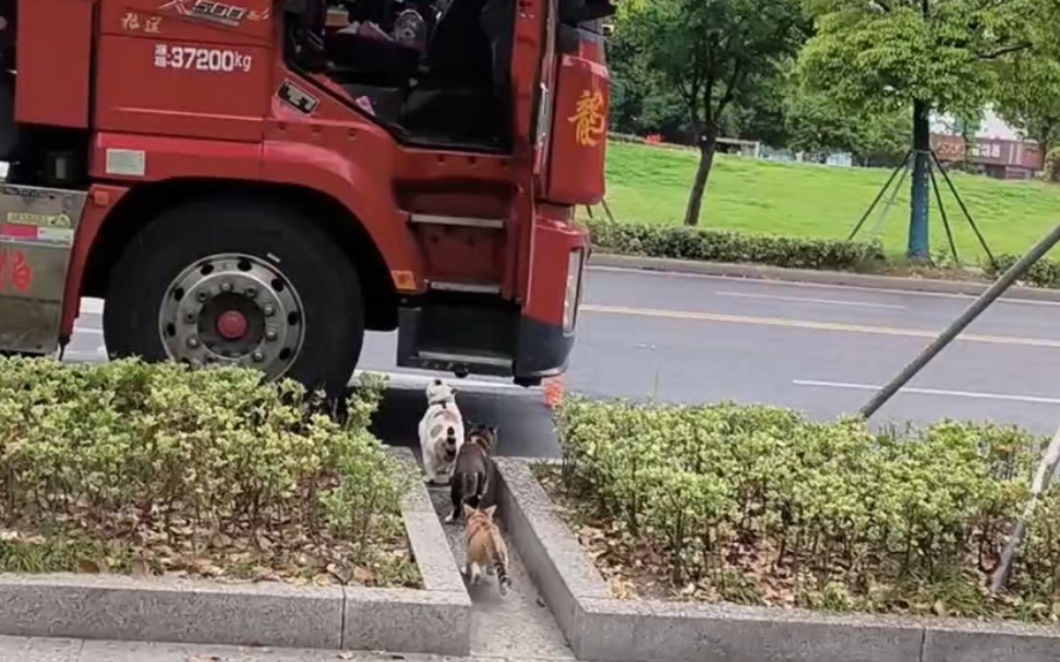 下雨了收猫回车