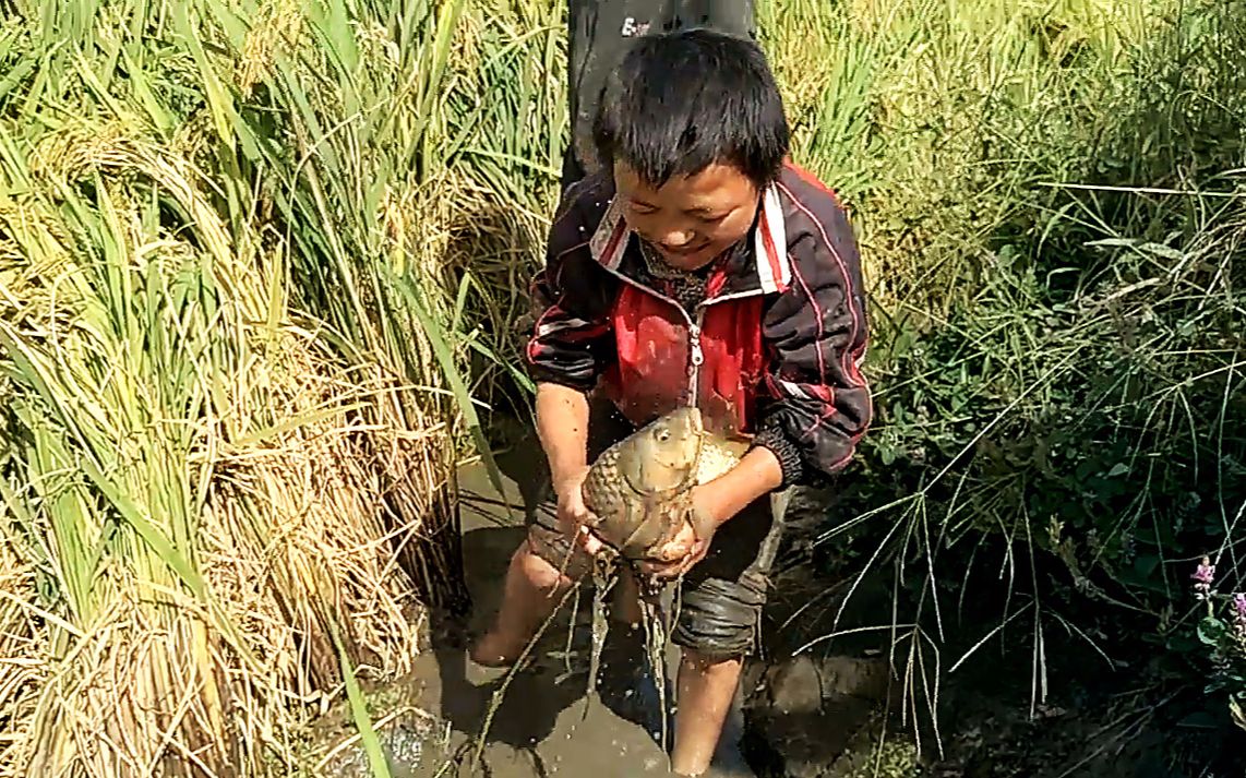 龙江行〔1〕云南山区稻田里鱼可真多,两小孩捉几十斤跟玩似的!