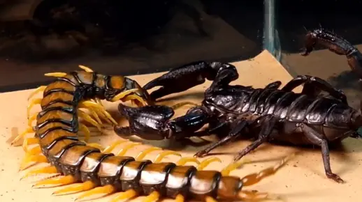 蜈蚣对蝎子，一场轰轰烈烈的战斗