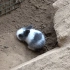 兔子在地洞里产仔，突然钻出来一只，还没有拳头大！