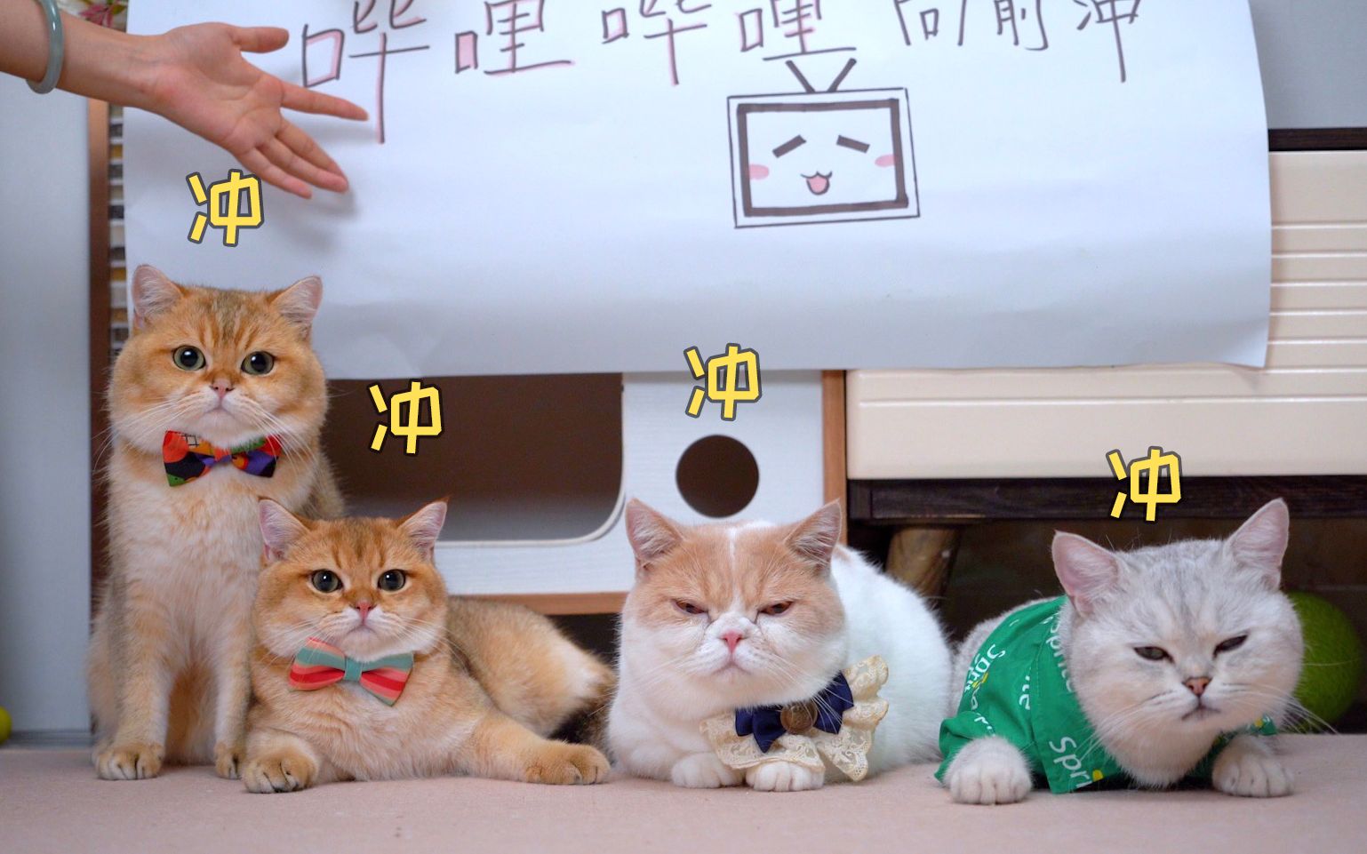 一群猫咪如何在家拍出《向前冲》