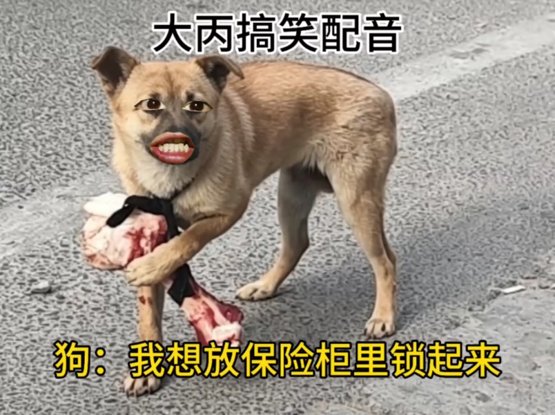 狗：我想放保险柜里锁起来