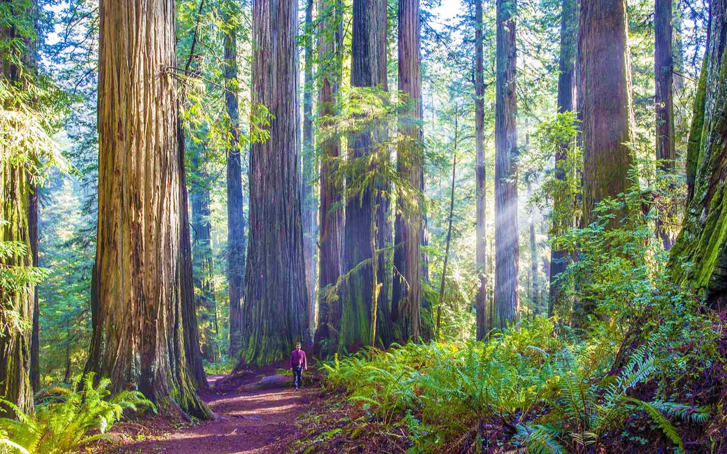 红杉林国家公园和加州州立公园 库存图片. 图片 包括有 国家, 道路, 木头, 加利福尼亚, 大量, 横向 - 172314225