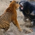 老虎与熊大战的真实场景，双方都力大无穷，一掌一个伤口！纪录片