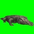 绿幕视频素材鳄鱼