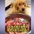 视频博主强迫宠物狗当“大胃王”
