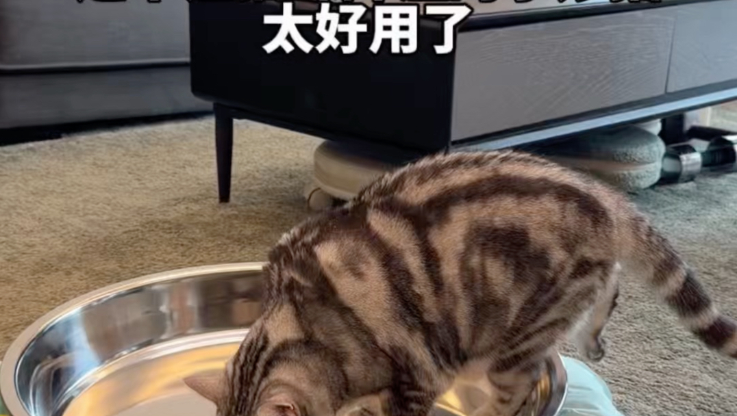 按照粉丝的要求测评下宠物降温神器