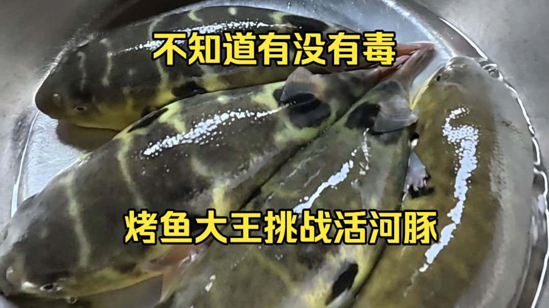 吃四条不知道有没有毒的活河豚