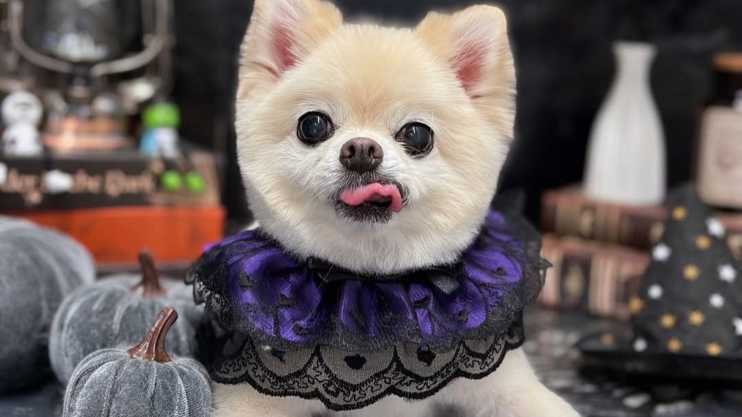 【熟切】论井口裕香为什么想成为中村悠一的狗（经典老番）