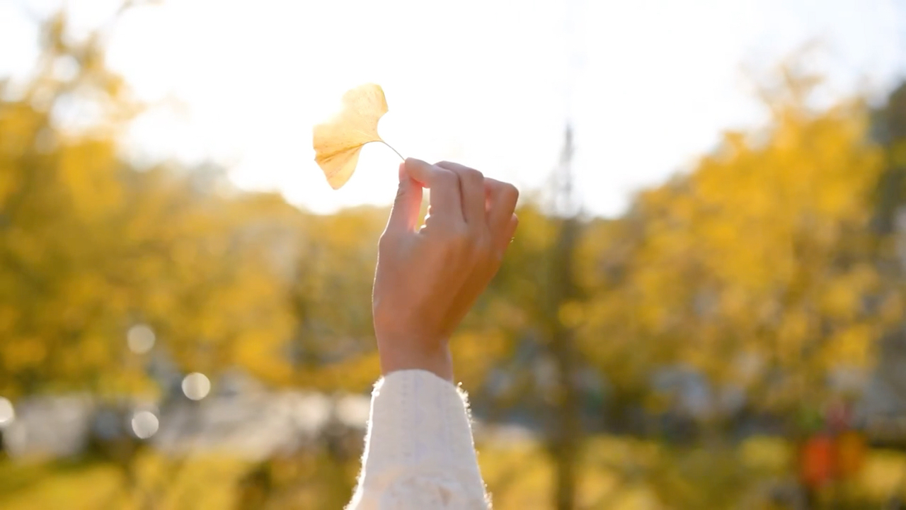 【空镜素材】满地翻黄银杏叶，一树金黄一树诗