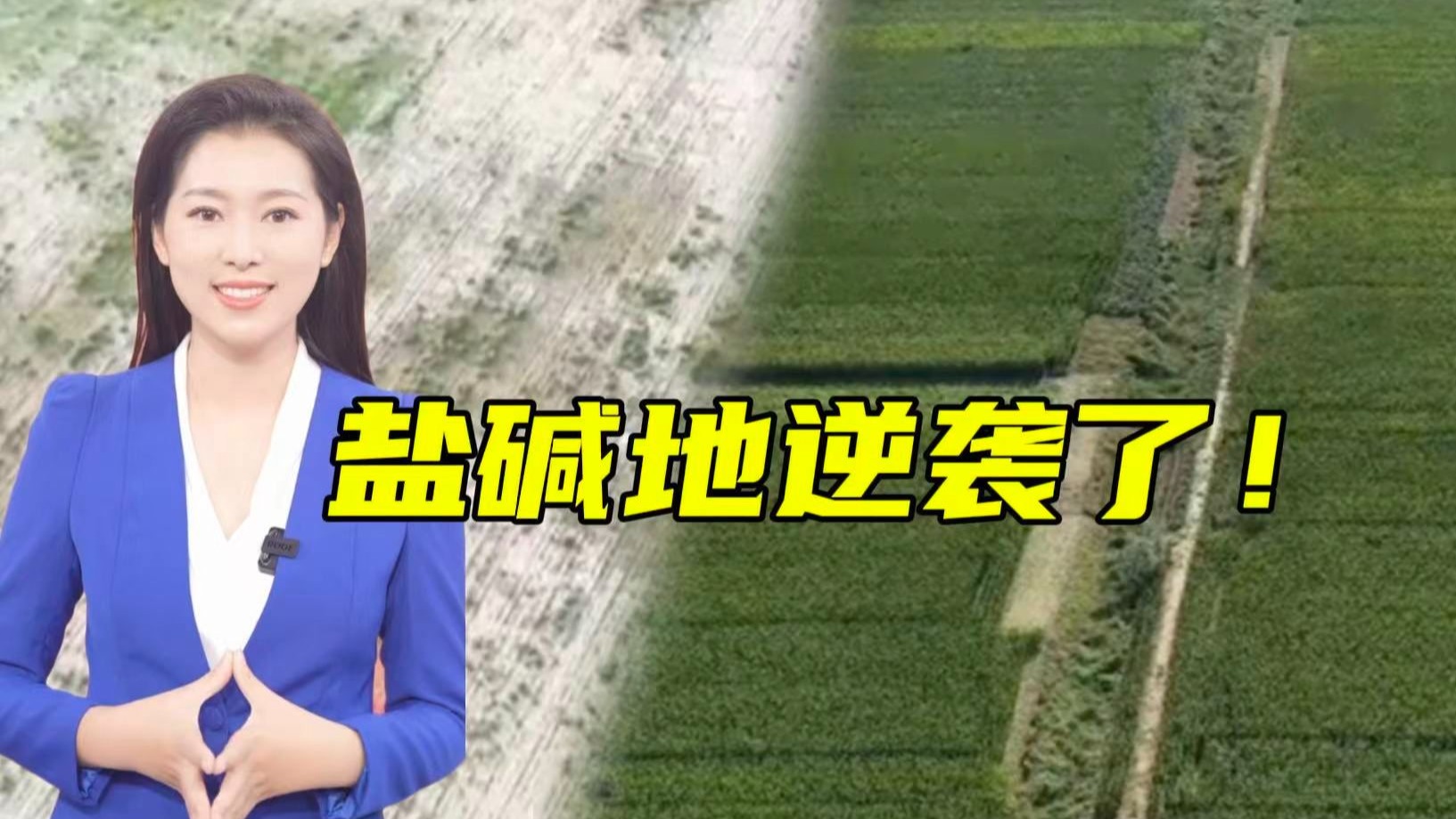 盐碱地上种大豆亩产超369公斤！真的吗？科学吗？好吃吗？【主播说三农】