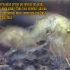 【纪录虾的生长发育全过程】看一只虾如何从刚出生时的无节幼体生长为成年个体（印尼语）