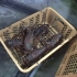 【龙虾三吃】刺身龙虾、烤龙虾、火锅龙虾