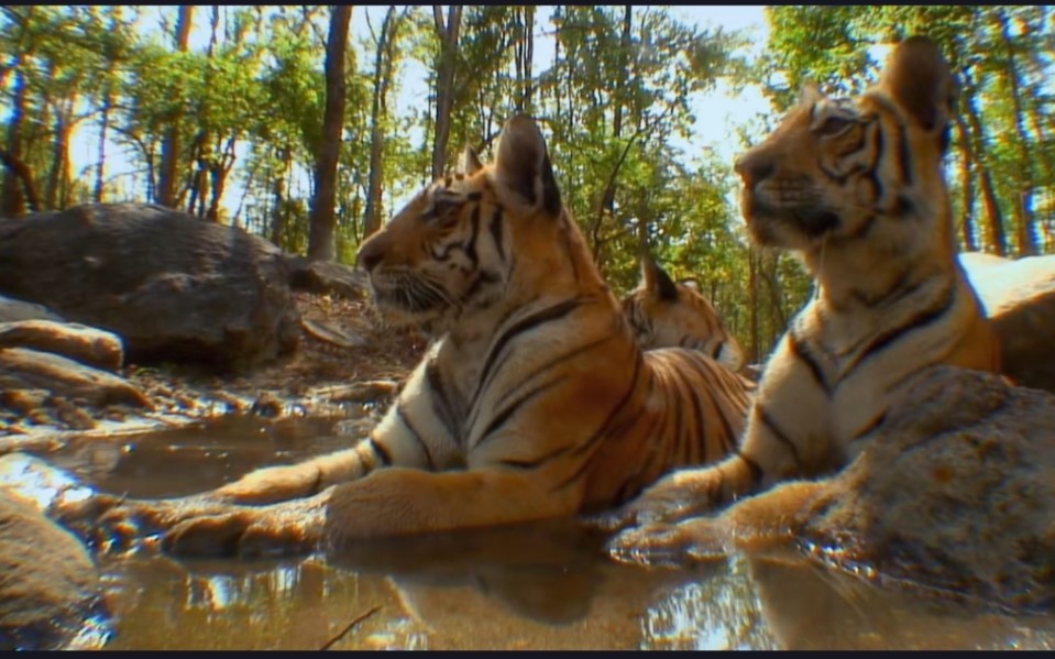【动物成长纪录片|如果我是一只动物】45. 如果我是老虎