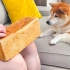 在柴犬面前抚摸面包，狗狗会有什么反应