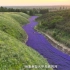 我第一次见到薰衣草河！当紫色坠入不见底的河，浪漫便流通惊艳了山谷