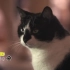 【NHK纪录片】猫步走世界 与猫对话【1080P/双语字幕/@历史独角兽】