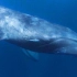 海洋霸主蓝鲸为什么会喷水柱,喷出的是海水吗?