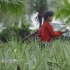 【植物世界】菠萝纤维（1080p）