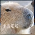 「水豚之歌」Capybara 卡皮吧啦 - Сто-Личный Она-Нас, Betsy 百万级装备试听【Hi-R