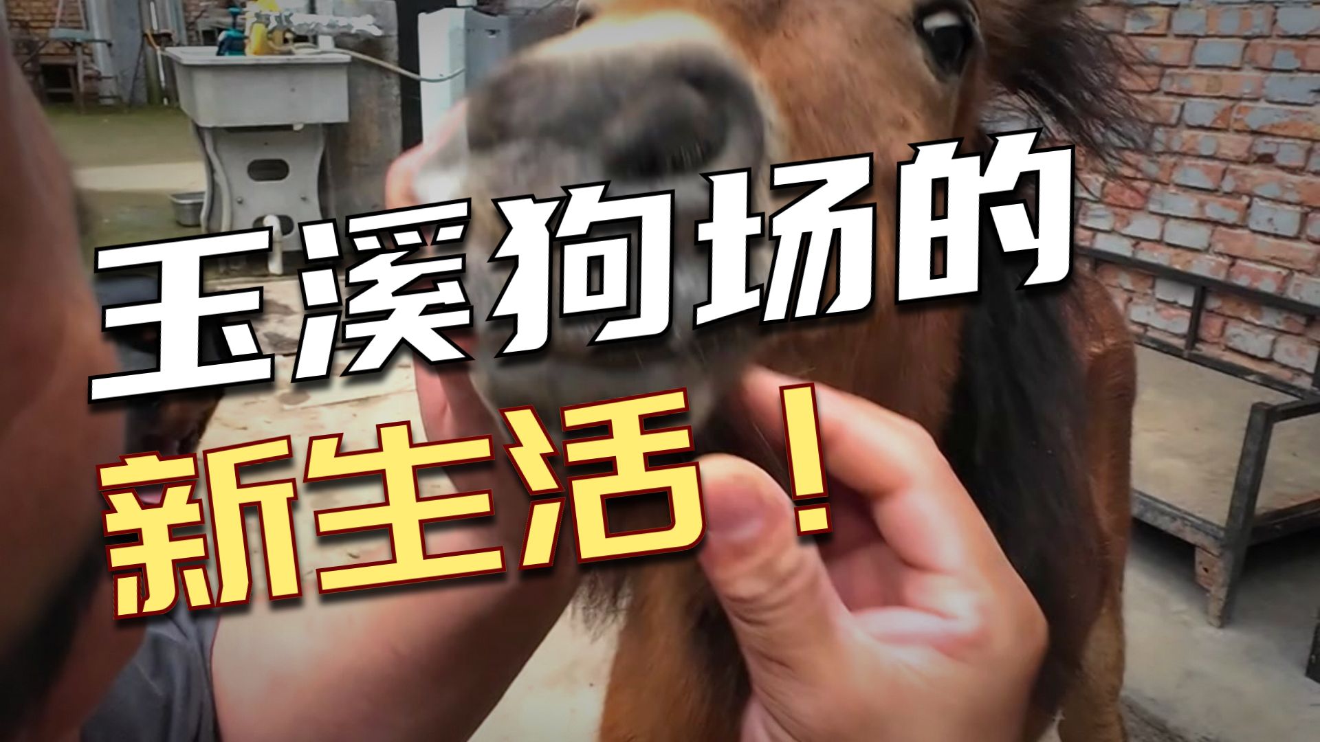 豫西狗场大改造，请的欧洲设计师，来升级狗场4.0