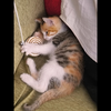 豪猫坏猫？长大才能揭晓