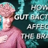 （中字）【WIL】别小看肠道细菌，它们能影响你的大脑！