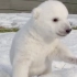 【白熊 多伦多】在雪地里发现一直冻的发抖的糯米团子【2014.01.29 加拿大北极熊】