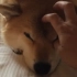  [柴犬Maru的日常]一个懒洋洋的早晨，窝在爸爸的床上醒来……