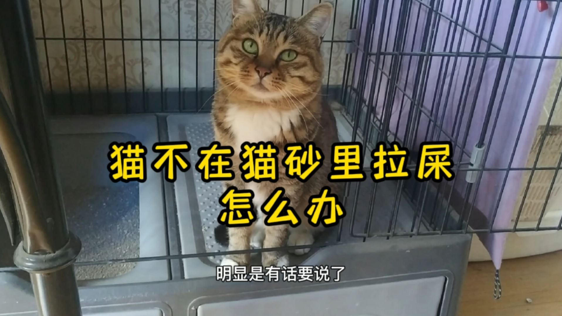 猫不在猫砂里拉屎怎么办？这几招真的绝！小猫咪：我以后不乱拉啦