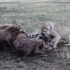鬣狗与母狮一起活吃斑马，但随后很多大雄狮也赶到现场
