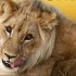 【纪录片】狮子王国 全2季共18集 双语字幕 Lion Country
