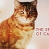 【自然/动物】猫科动物的故事（中英双字/生）丨家喵和大喵的故事