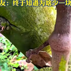 菠萝蜜原来是这样采摘的，终于知道买来的菠萝蜜为啥都少一块了