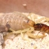 【蝎子】铜色副杀牛蝎（Parabuthus raudus）的持续进食