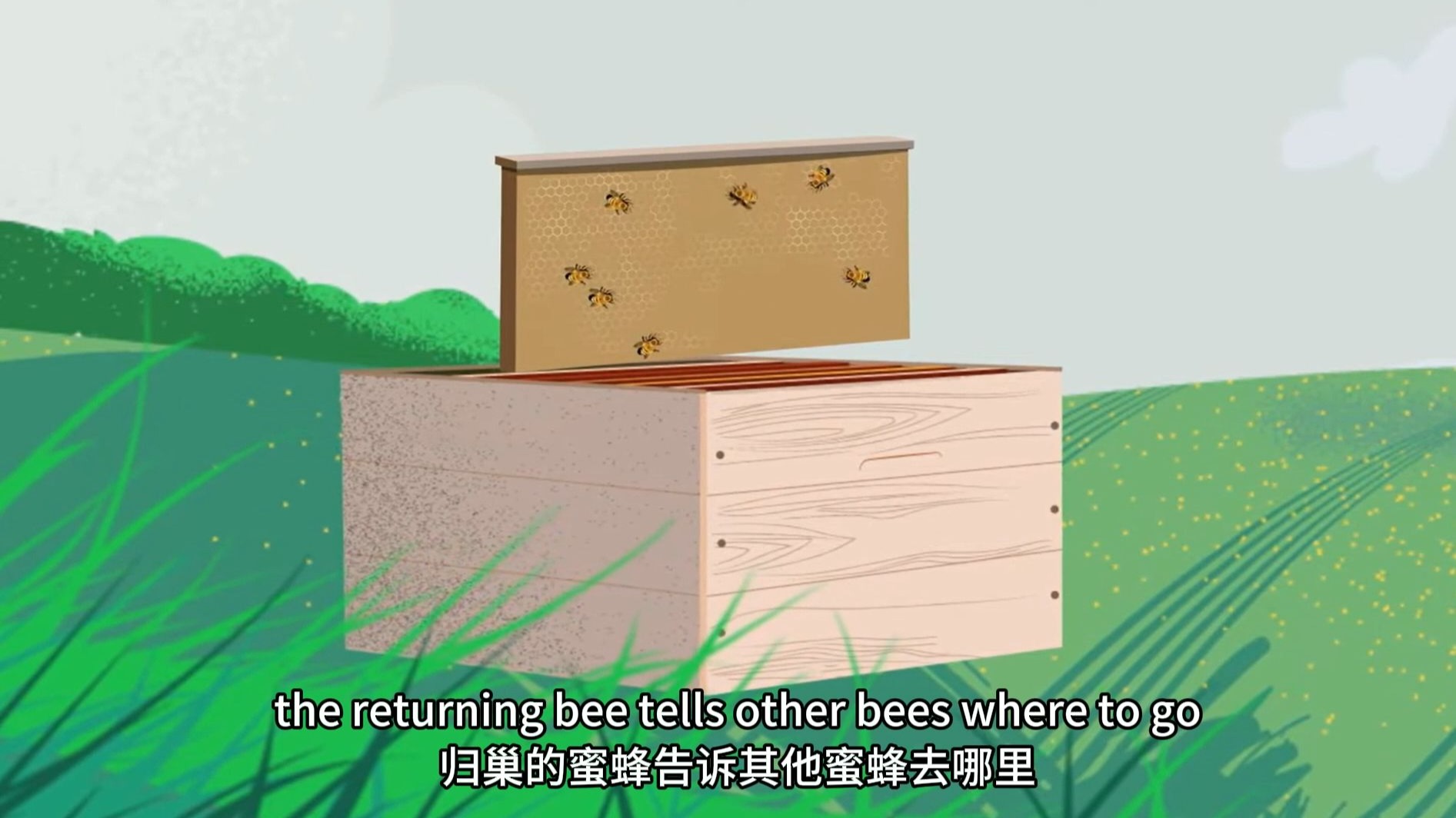 人教新八上Unit4 文化拓展视频 蜜蜂舞蹈