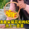 一早起来摘些枸杞、小菊花来泡茶，秋季煮茶润肺养胃哦 #田园生活 #新农人 #向往的生活 #小院 #新农人 #慢时光#菊花茶#煮茶