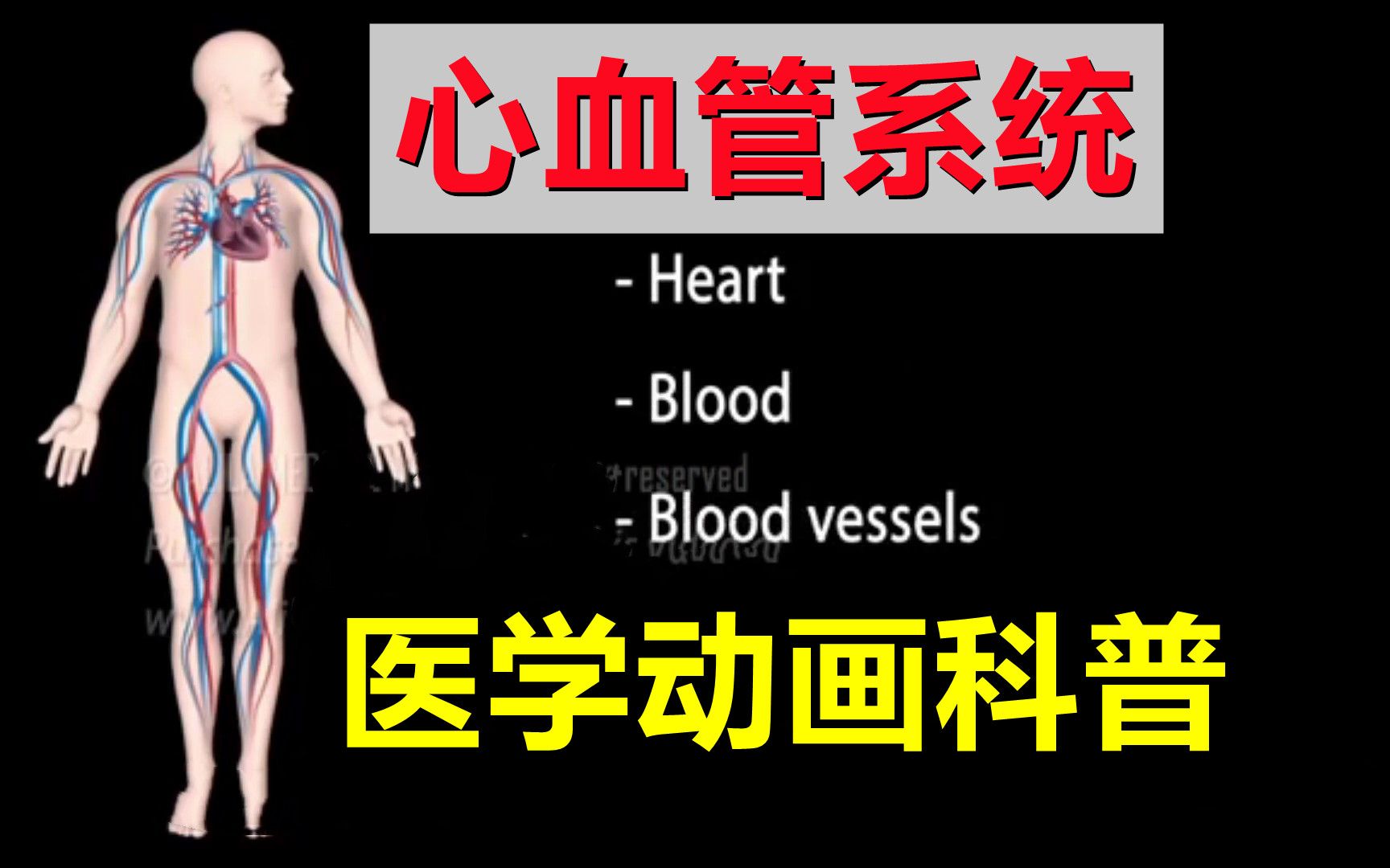 【医学动画科普】心血管系统（中英双语字幕）