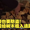 德国人抢购囤积木柴 政府给树木植入追踪器
