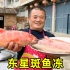 阿胖山花1100买几条东星斑，做传统美食“鱼冻”，晶莹剔透超好吃