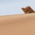 【地球脉动II】第4集-沙漠部分（1080P，野生中英字幕）