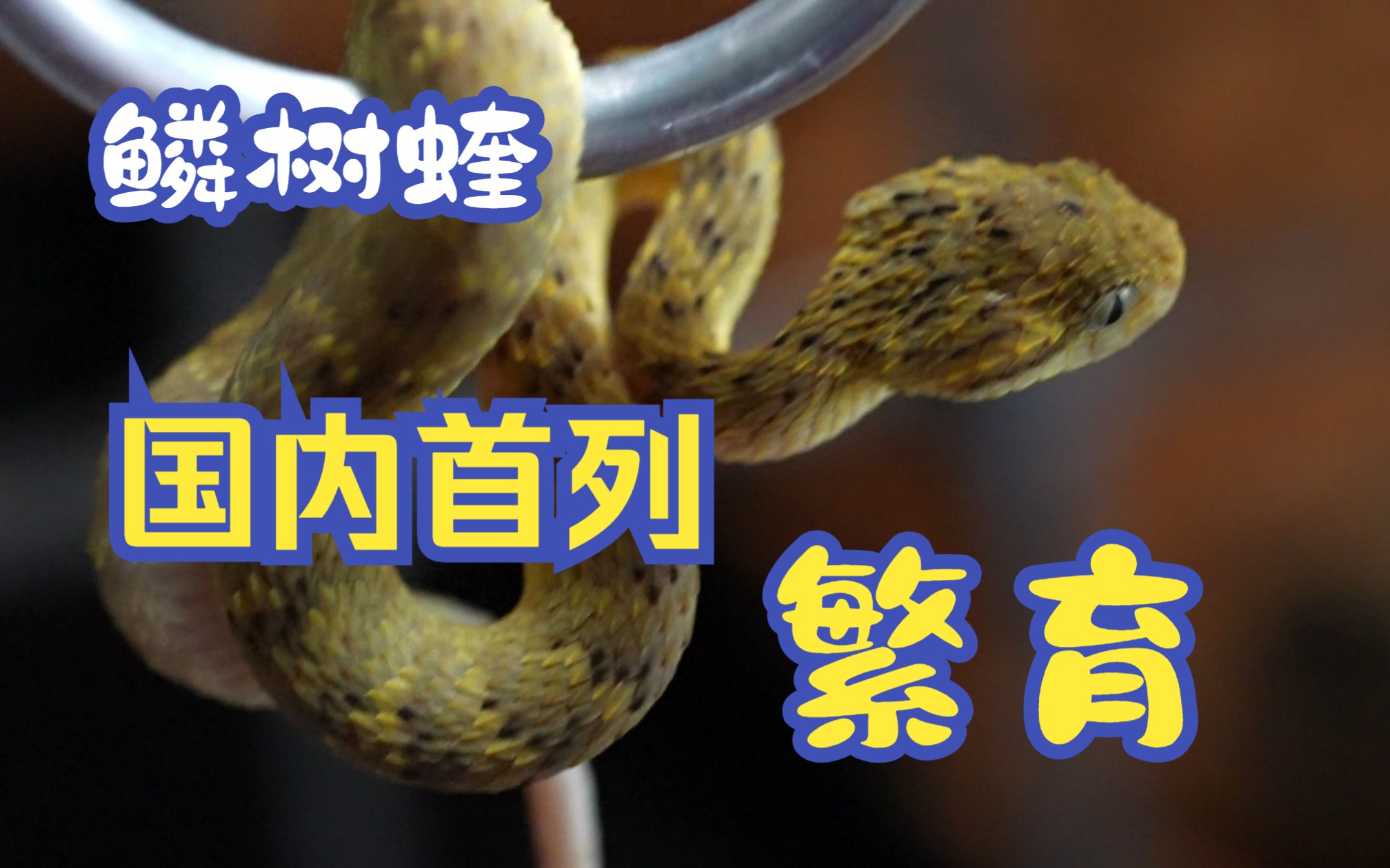 花园蛇蛇2 | 国内首例人工鳞树蝰交配到繁殖全记录
