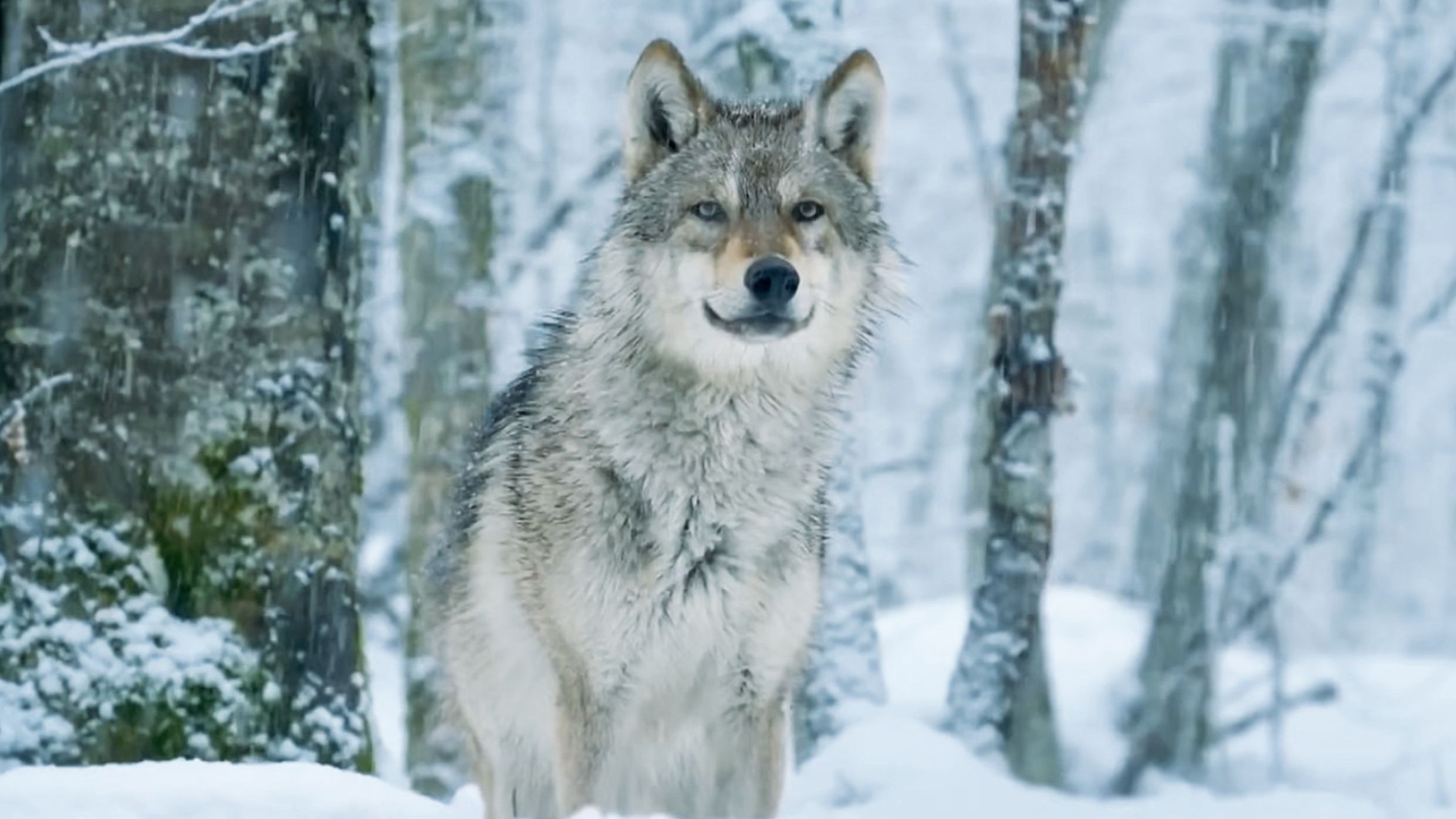 《 狼 王 梦 Ⅱ 》血脉的延续