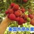 源于中国的美国高人气热带水果：佛罗里达州荔枝